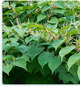 Samurai Secret Cell Enhancer Plus Japanese Knotweed 